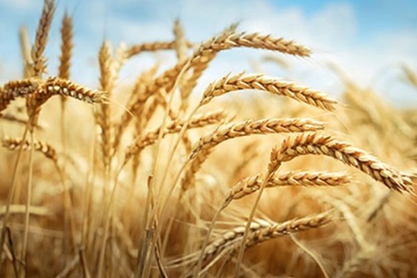 Wheat Protein – Wheat Protein Association